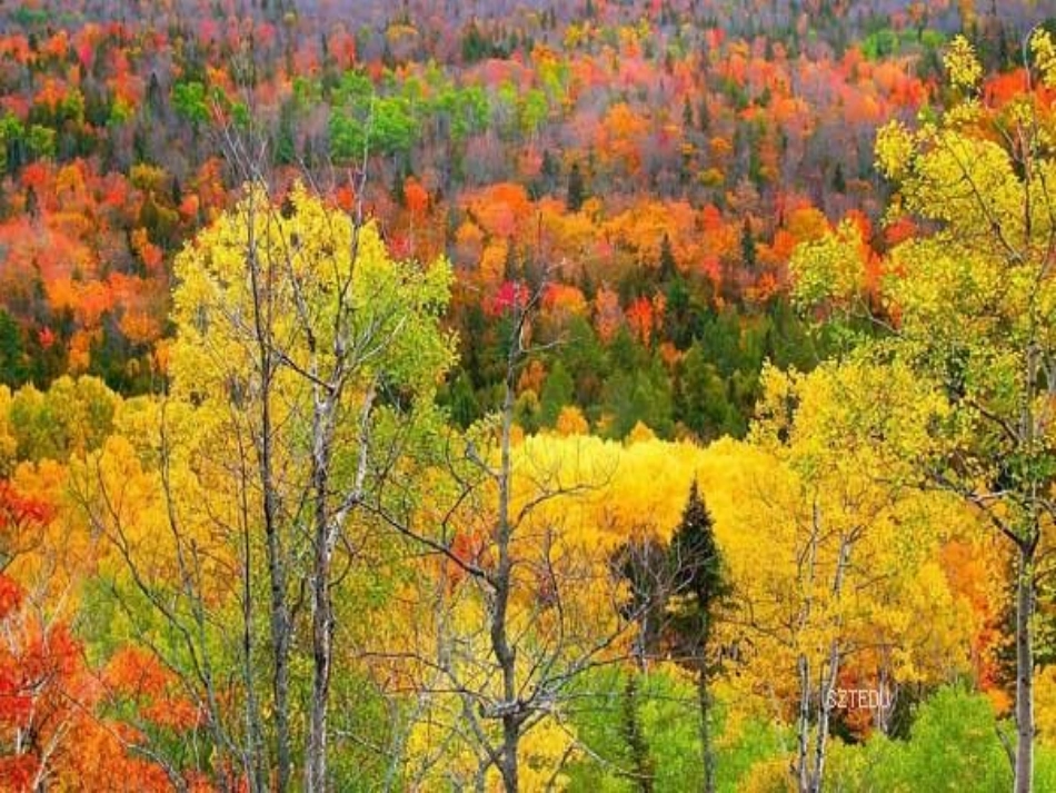 美术《留住秋天》_第2页