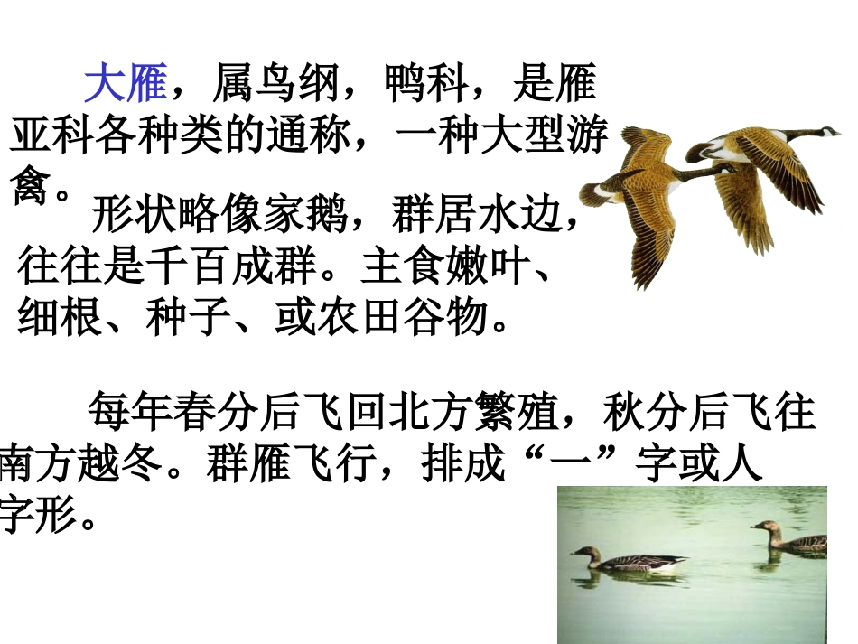 大雁归来、沙乡、大草原杨_第3页