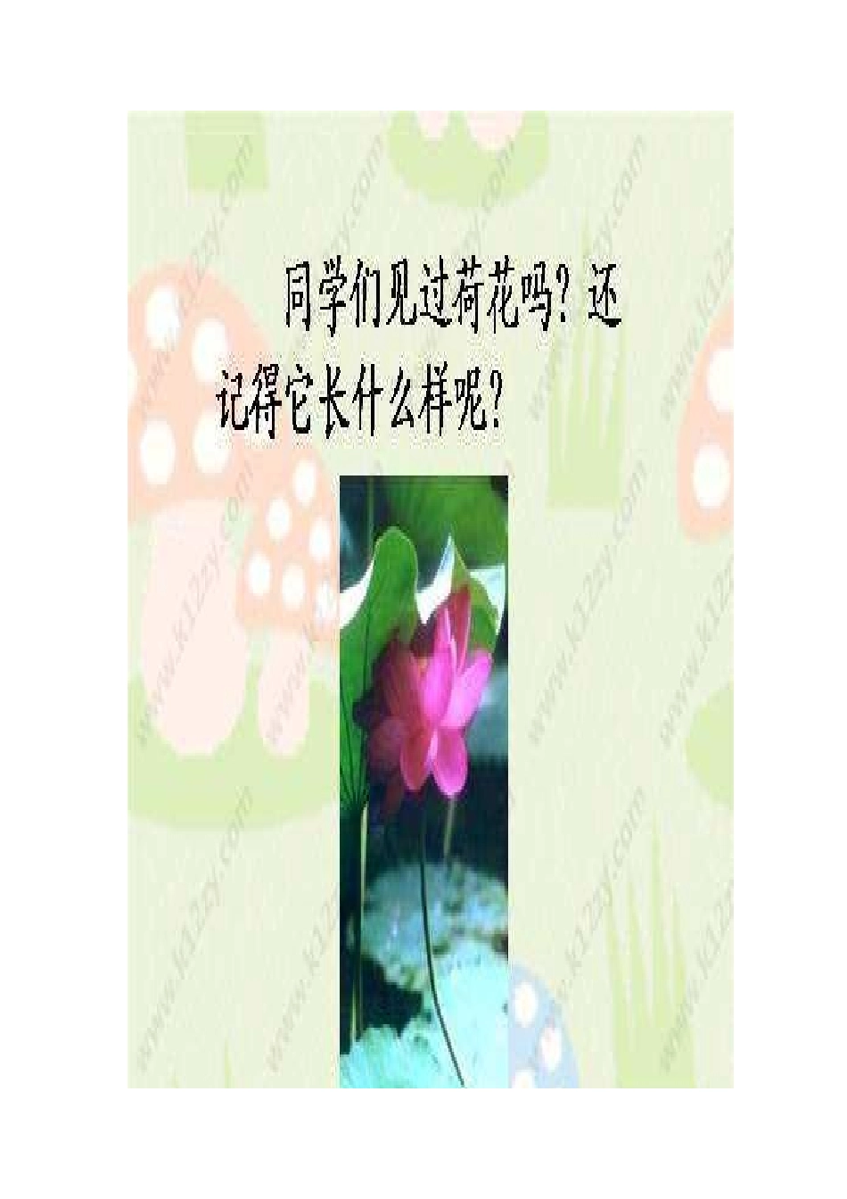 《荷花》教学课件_第1页