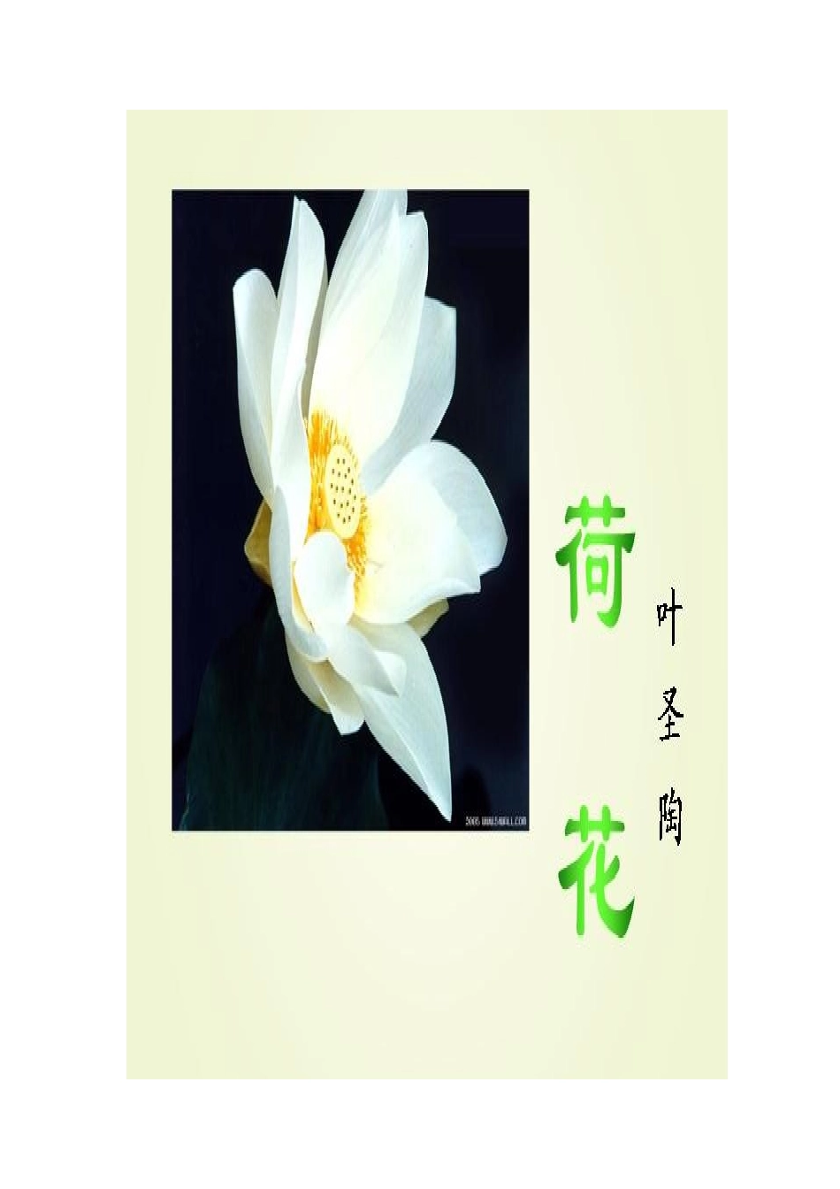 《荷花》教学课件_第2页