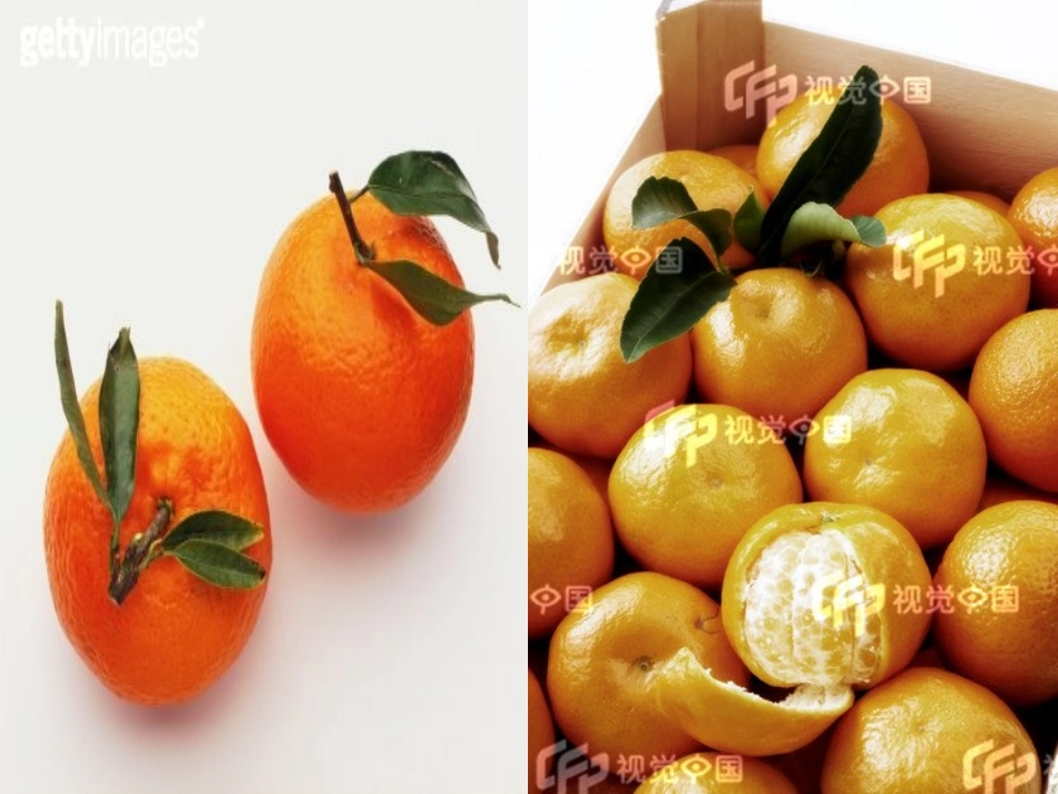 三年级语文课件家乡的红橘_第2页