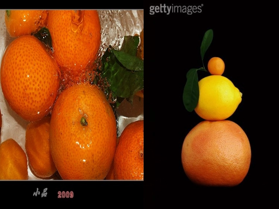 三年级语文课件家乡的红橘_第3页