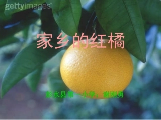 三年级语文课件家乡的红橘