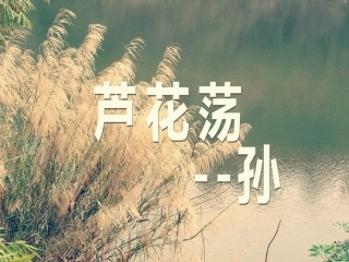 八年级语文上册《芦花荡》课件