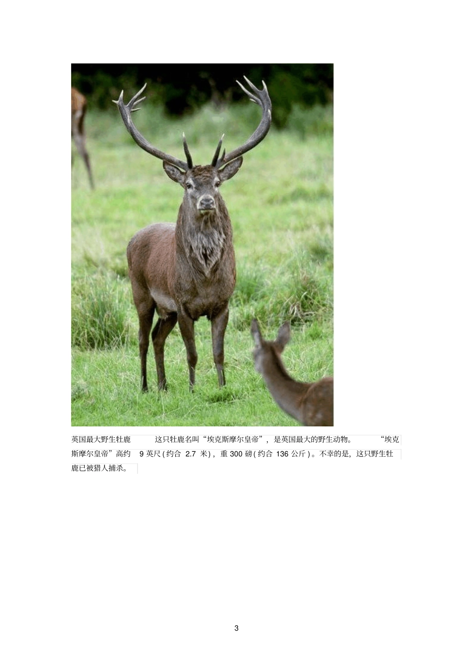 世界上16只最大的动物_第3页