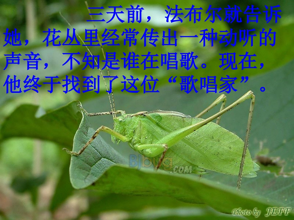 《装满昆虫的衣袋》_第3页