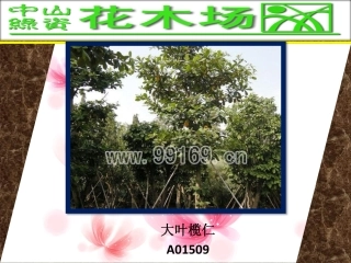 花木,绿化工程,广东花木场之大叶榄仁,垂榕,垂柳,大叶榕图片赏悦