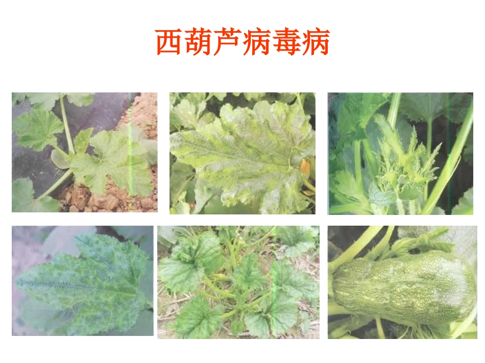 西葫芦病害防治_第2页