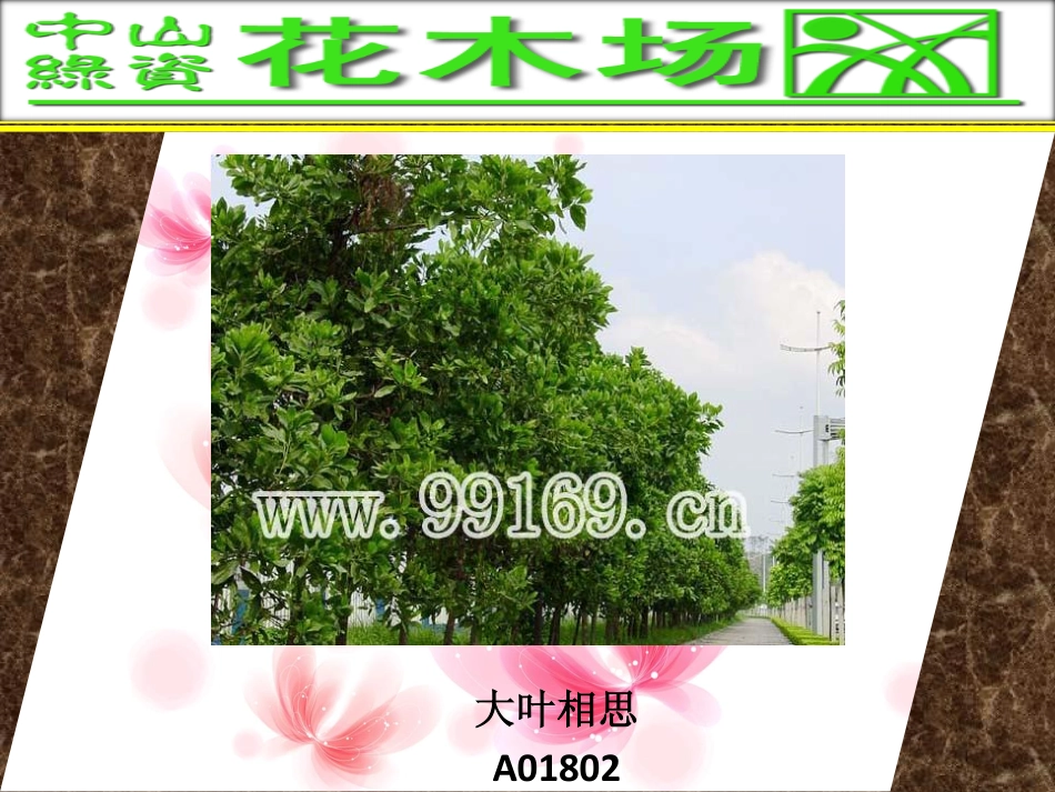花木,绿化工程,广东花木场之大叶相思,大叶紫微,吊瓜树,大叶榕图片赏悦_第1页