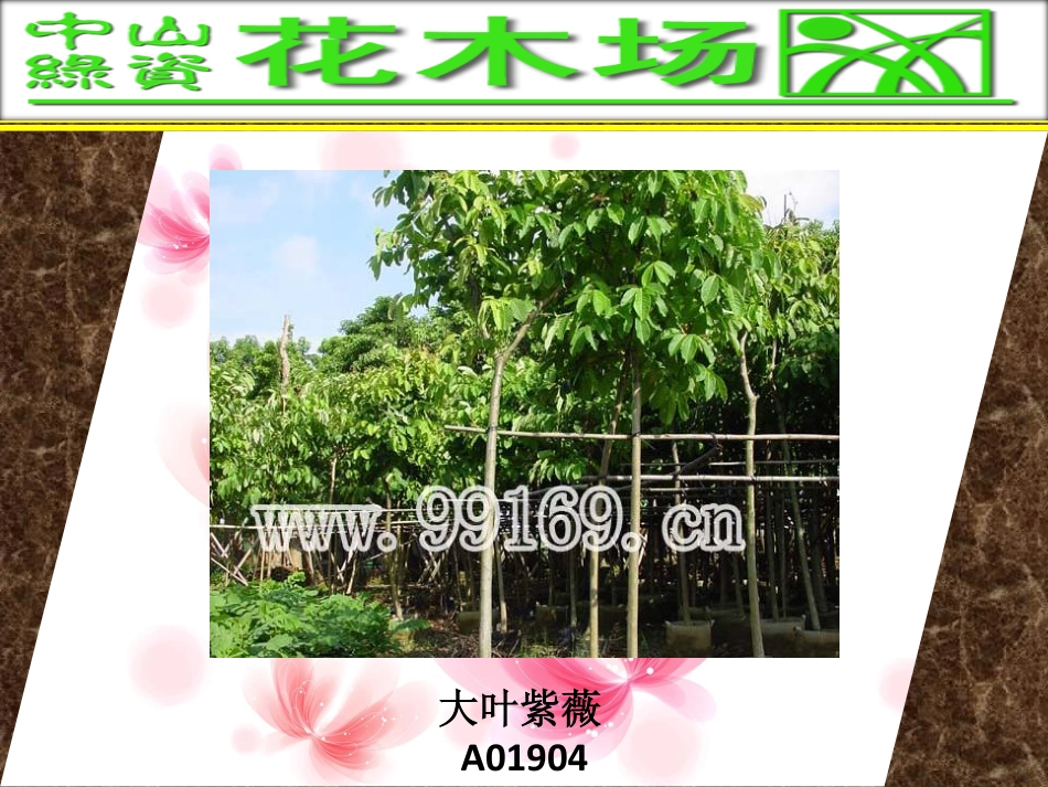 花木,绿化工程,广东花木场之大叶相思,大叶紫微,吊瓜树,大叶榕图片赏悦_第2页