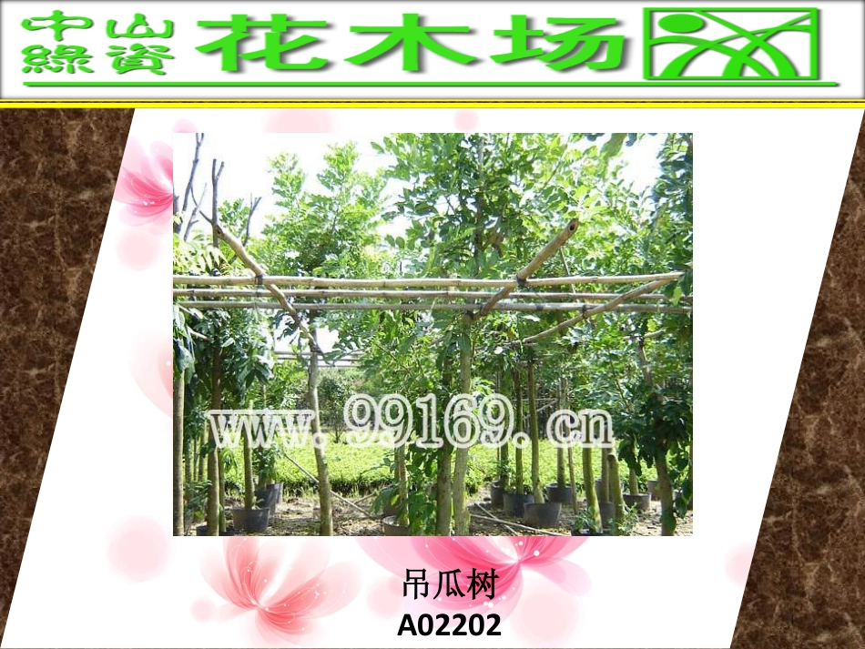 花木,绿化工程,广东花木场之大叶相思,大叶紫微,吊瓜树,大叶榕图片赏悦_第3页