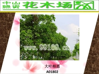 花木,绿化工程,广东花木场之大叶相思,大叶紫微,吊瓜树,大叶榕图片赏悦