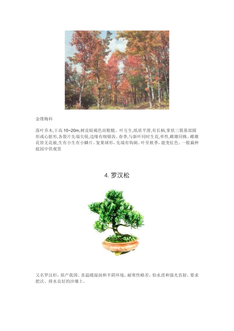 花卉名称大全====乔木_第3页