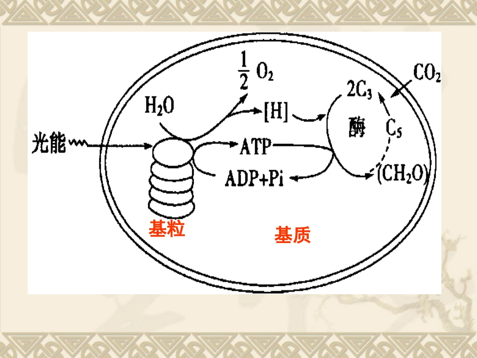 生物：5.4.2《光合作用的原理和应用》课件(新人教版必修1)_第3页