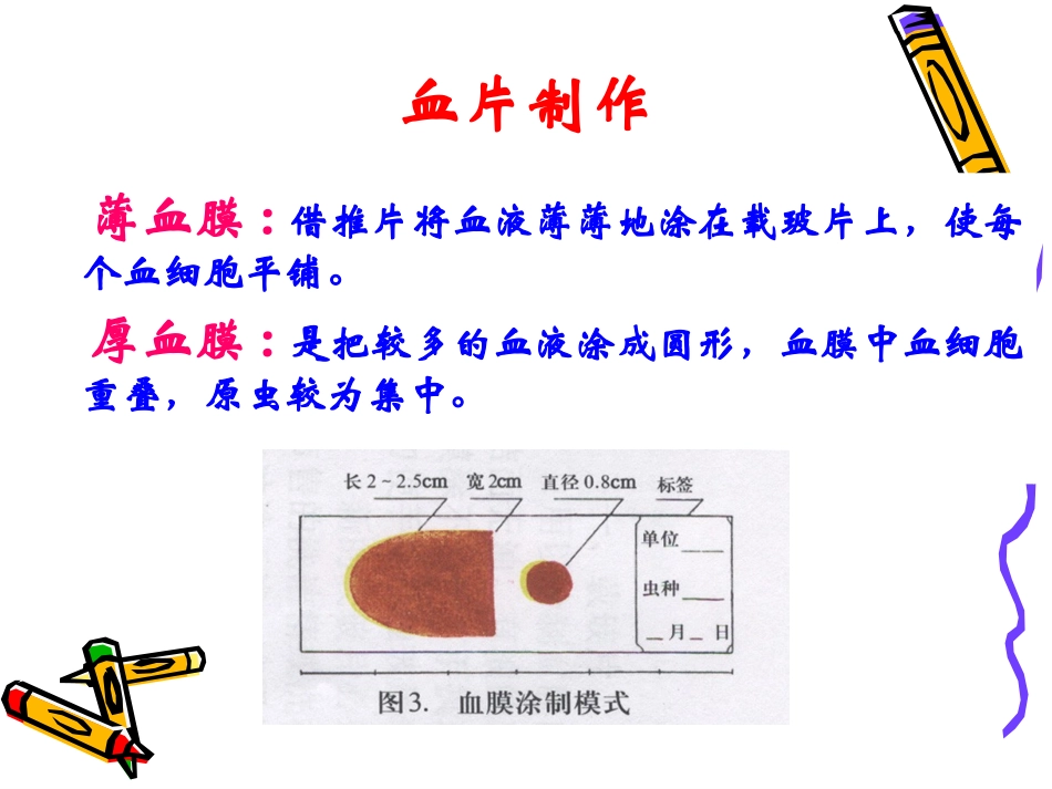 血片制作与染色_第3页