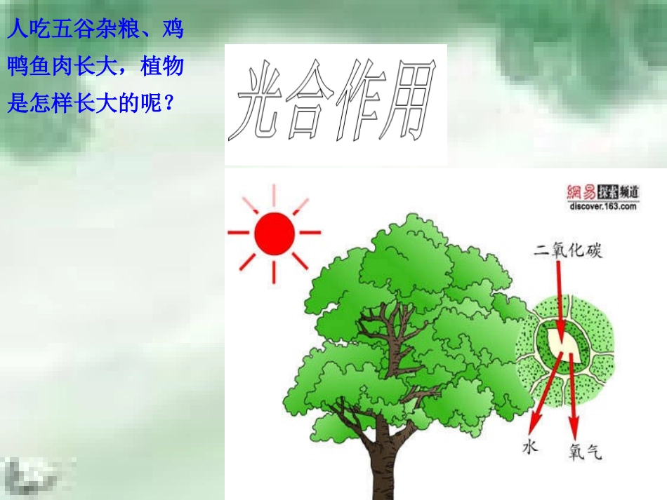 光合作用(二)_第1页