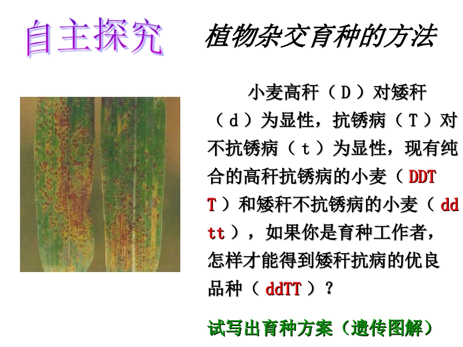 高中生物必修二第六章《从杂交育种到基因工程》_第3页