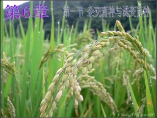 高中生物必修二第六章《从杂交育种到基因工程》