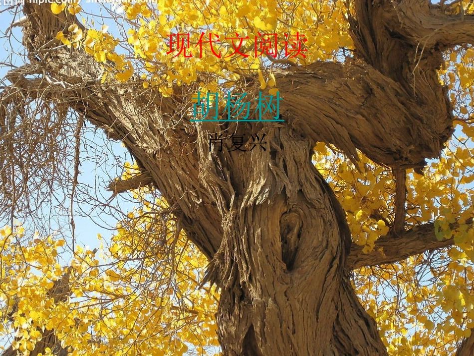 现代文《胡杨树》_第3页