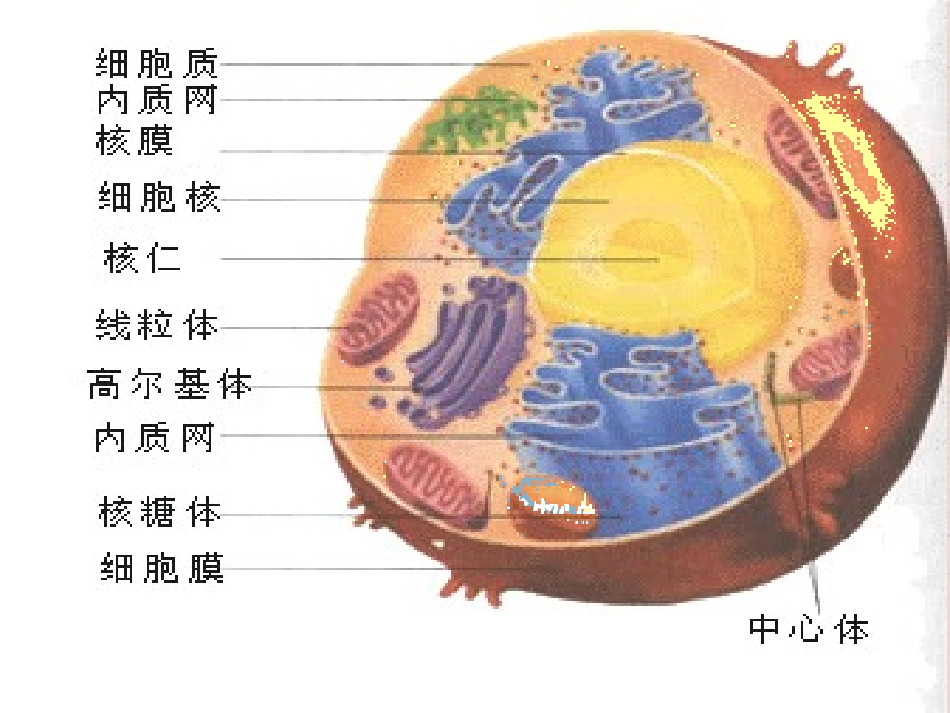 高三复习课件 第三节 细胞质_第2页