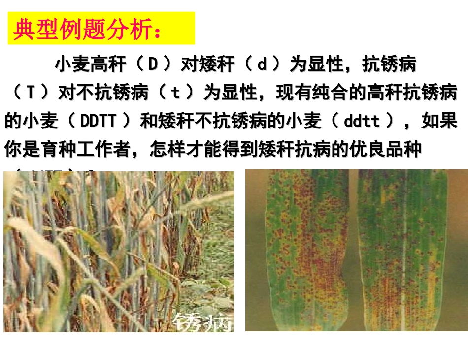 高中生物遗传病_第3页