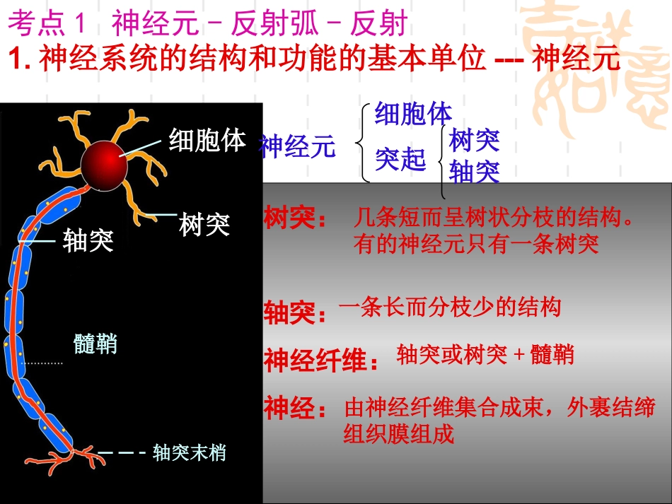 神经调节高三生物一轮复习_第3页