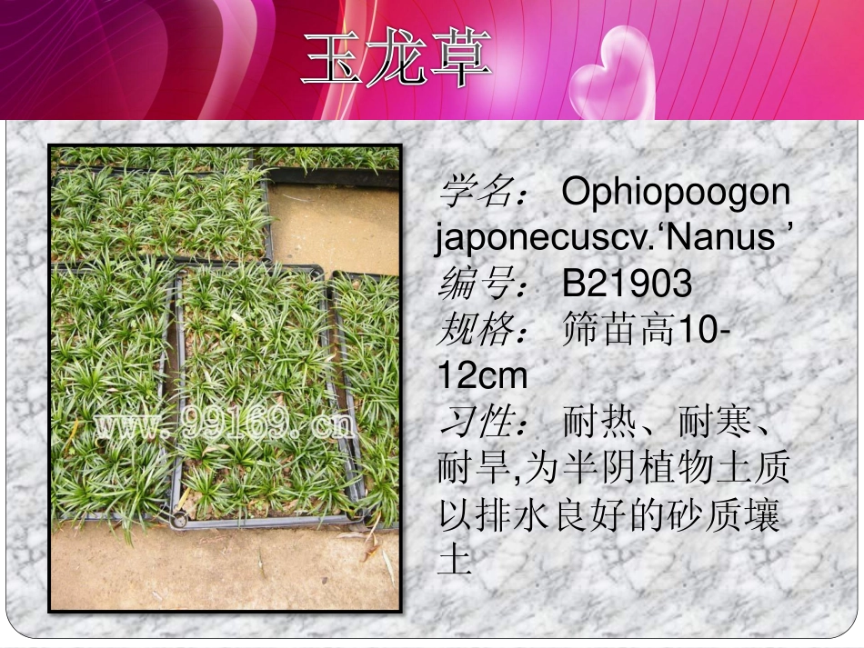 广东花卉,园林绿化,中山花木之玉龙草,鸳鸯茉莉,银边山菅兰,硬枝黄蝉19_第2页