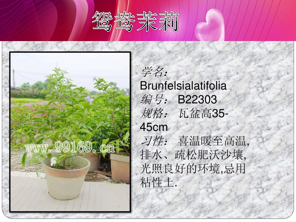 广东花卉,园林绿化,中山花木之玉龙草,鸳鸯茉莉,银边山菅兰,硬枝黄蝉19_第3页