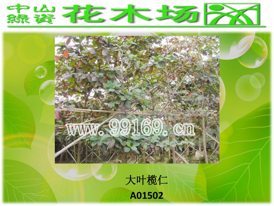 绿化,园林绿化,广东花木场之大叶榄仁,垂榕,垂柳,大叶榕图片赏悦_第1页