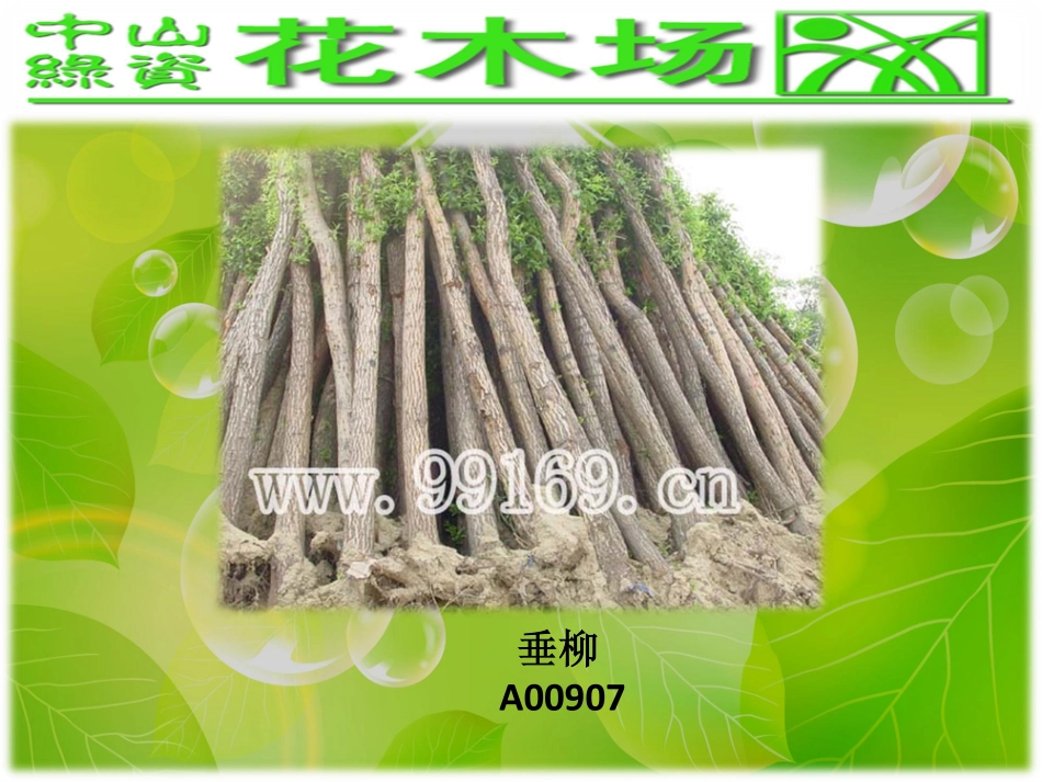 绿化,园林绿化,广东花木场之大叶榄仁,垂榕,垂柳,大叶榕图片赏悦_第2页