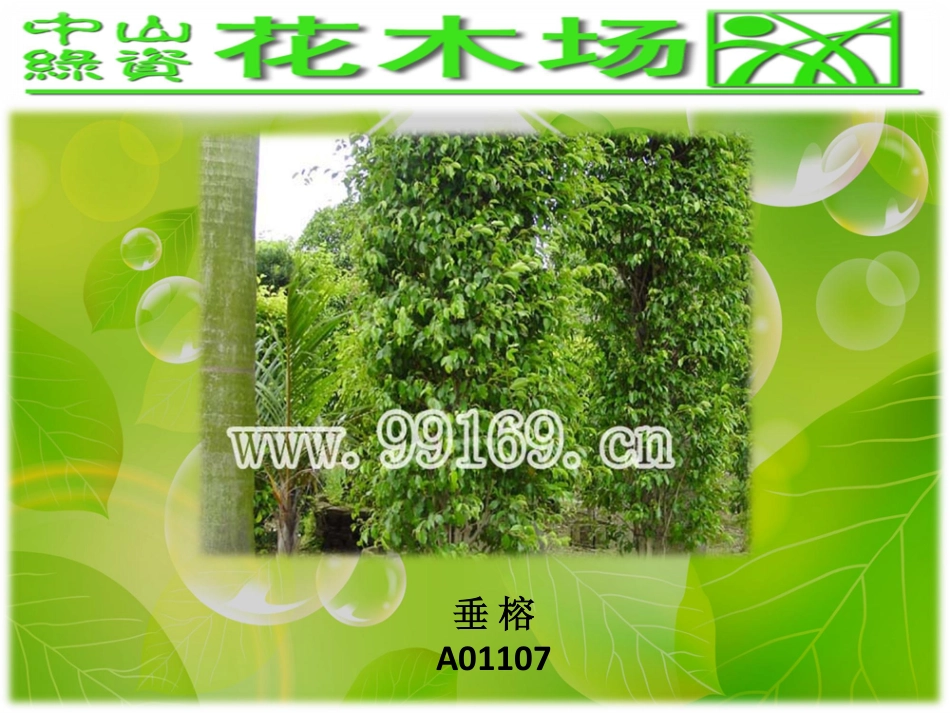 绿化,园林绿化,广东花木场之大叶榄仁,垂榕,垂柳,大叶榕图片赏悦_第3页