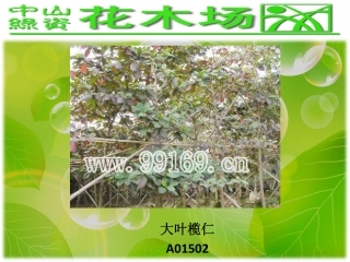 绿化,园林绿化,广东花木场之大叶榄仁,垂榕,垂柳,大叶榕图片赏悦