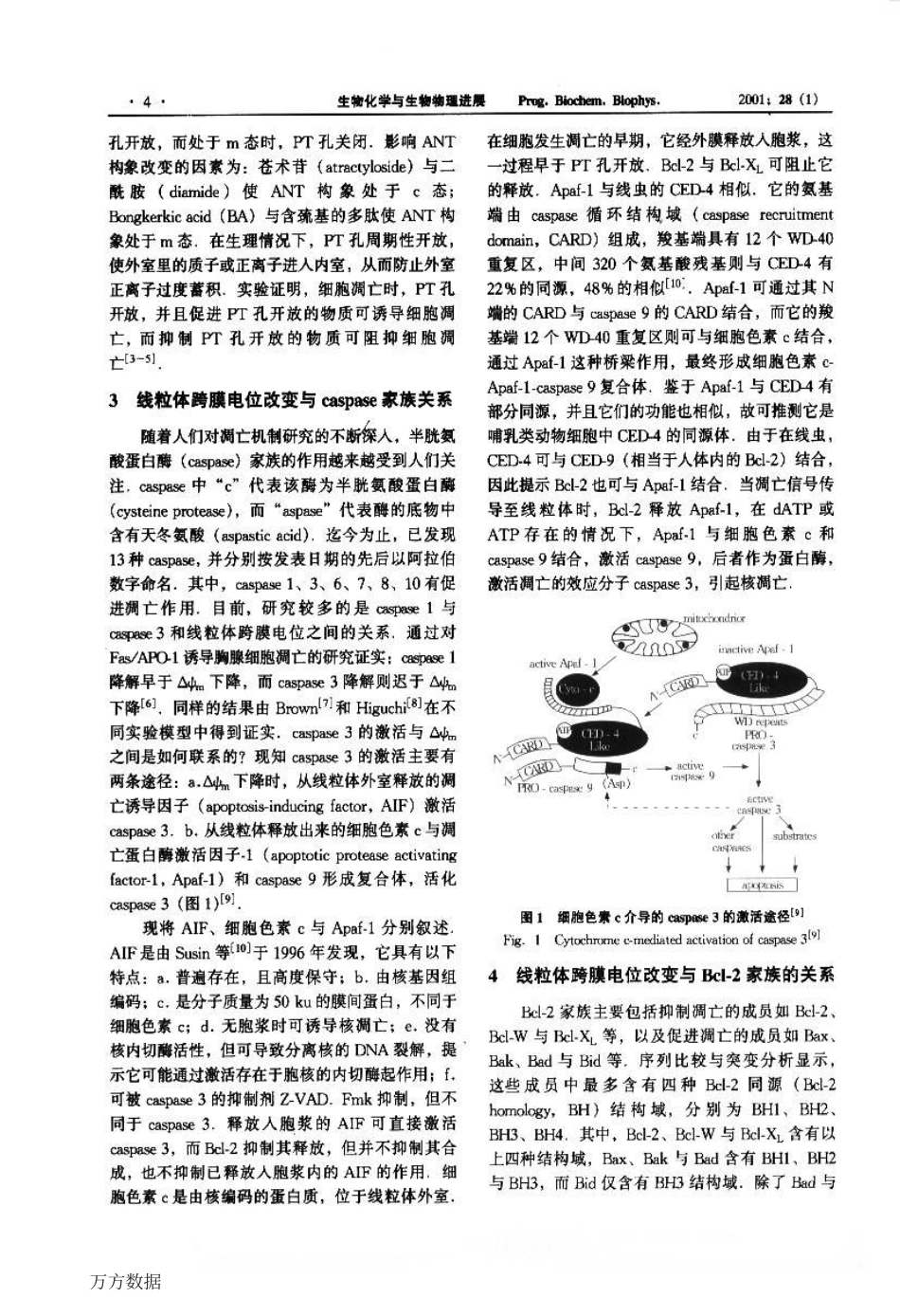 线粒体跨膜电位与细胞凋亡_第2页