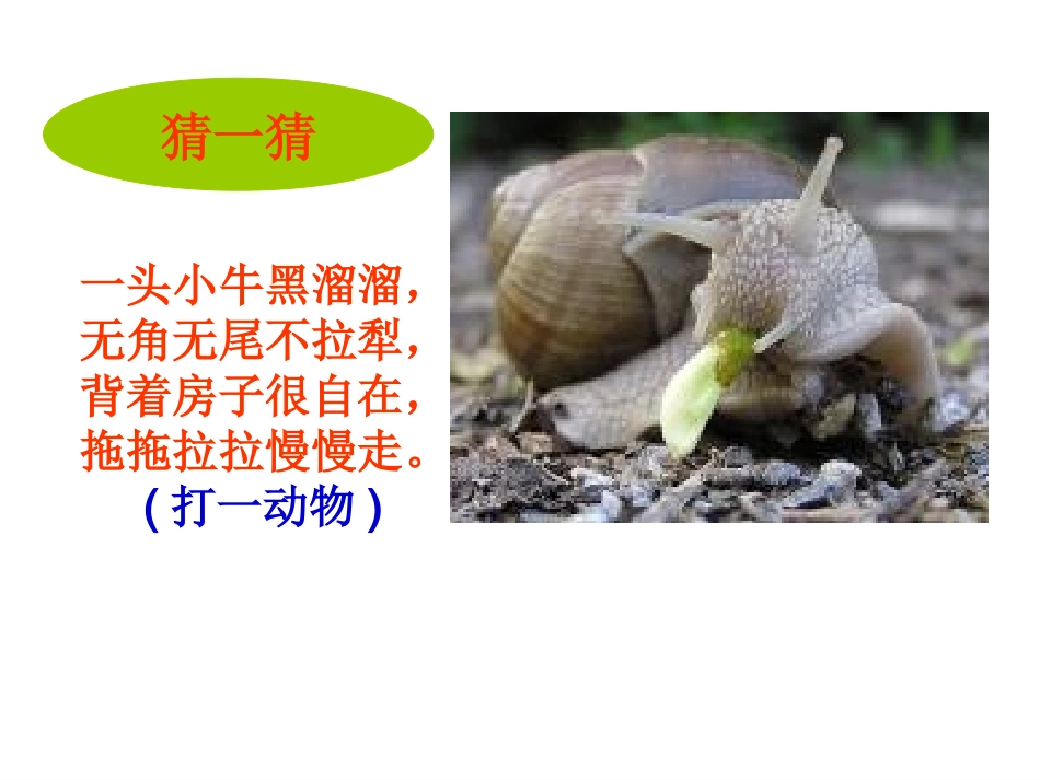 蜗牛慢条斯理的生活_第1页