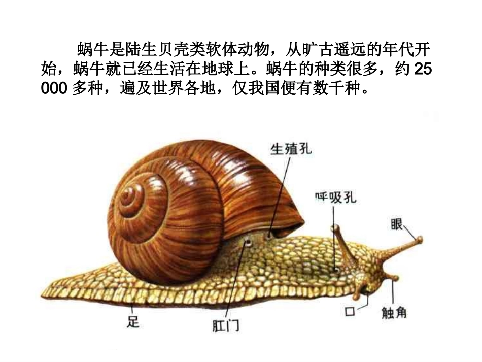 蜗牛慢条斯理的生活_第3页