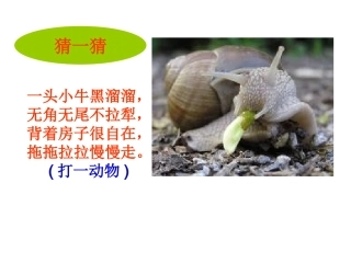 蜗牛慢条斯理的生活