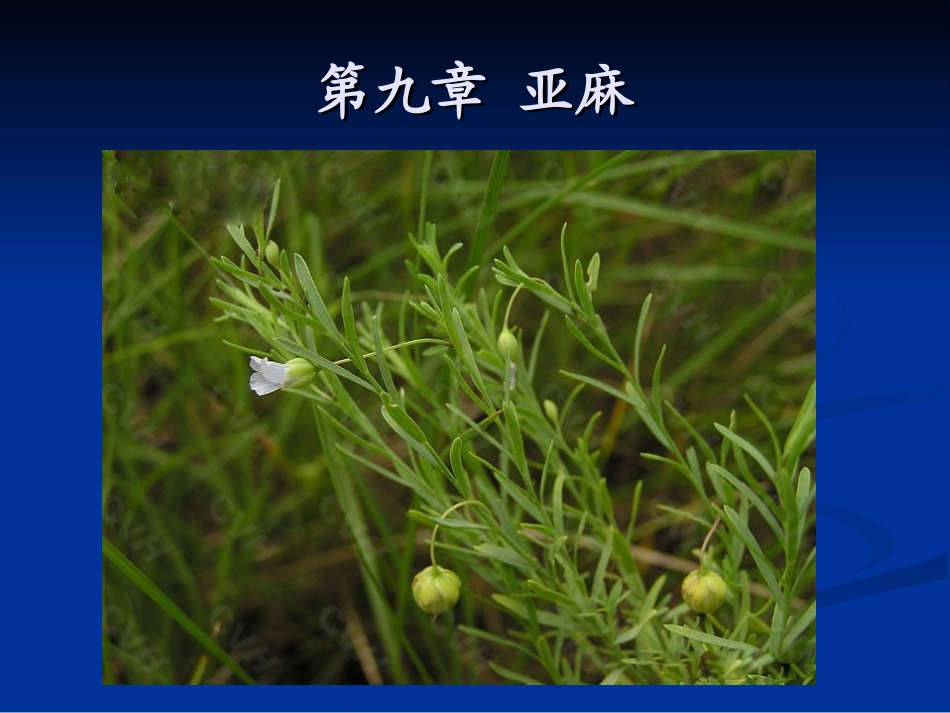 第九章 亚麻_第1页