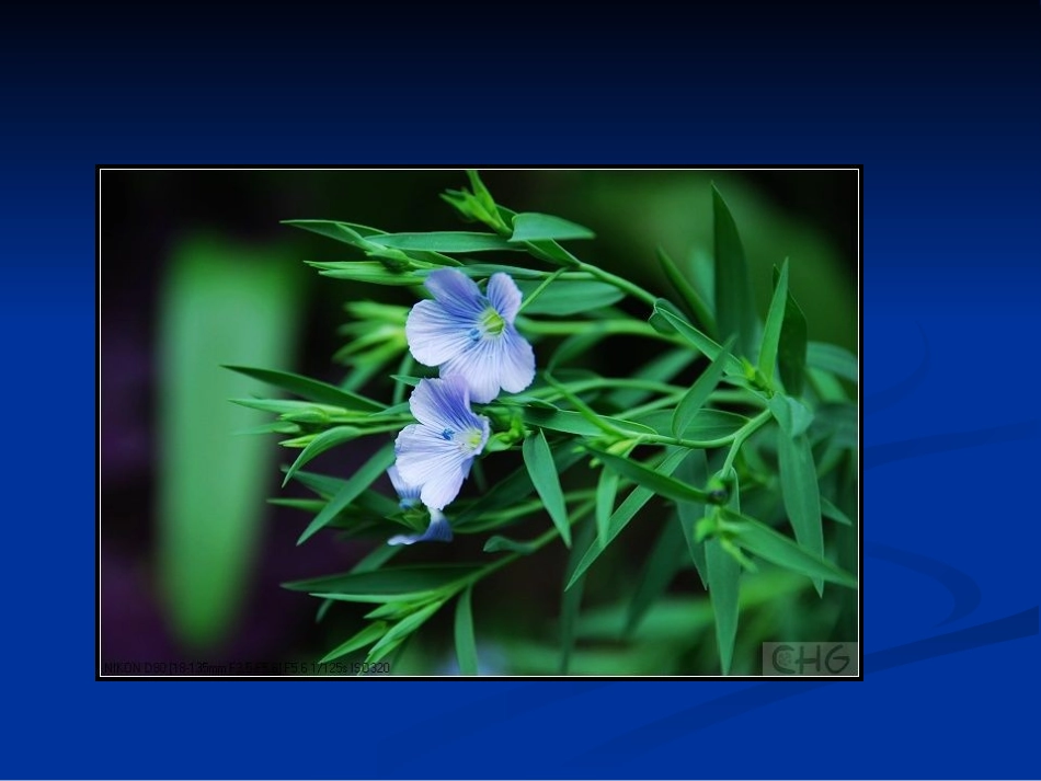 第九章 亚麻_第2页