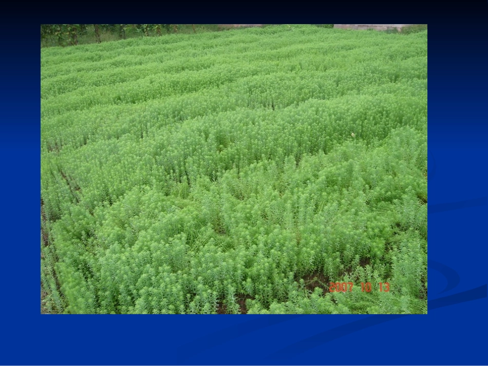 第九章 亚麻_第3页