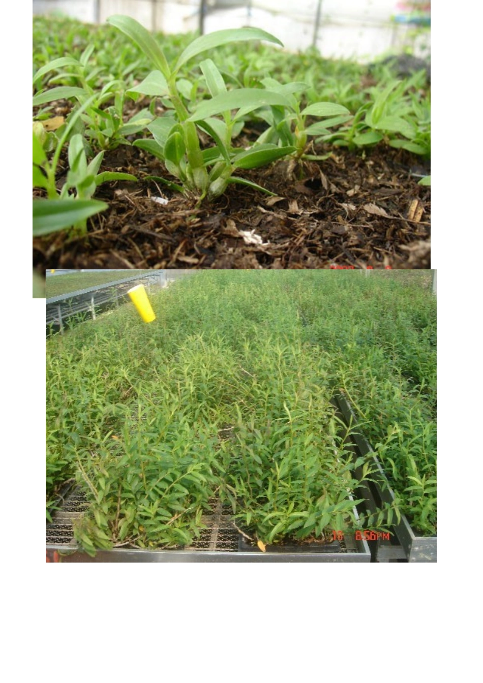 铁皮石斛资料_第2页