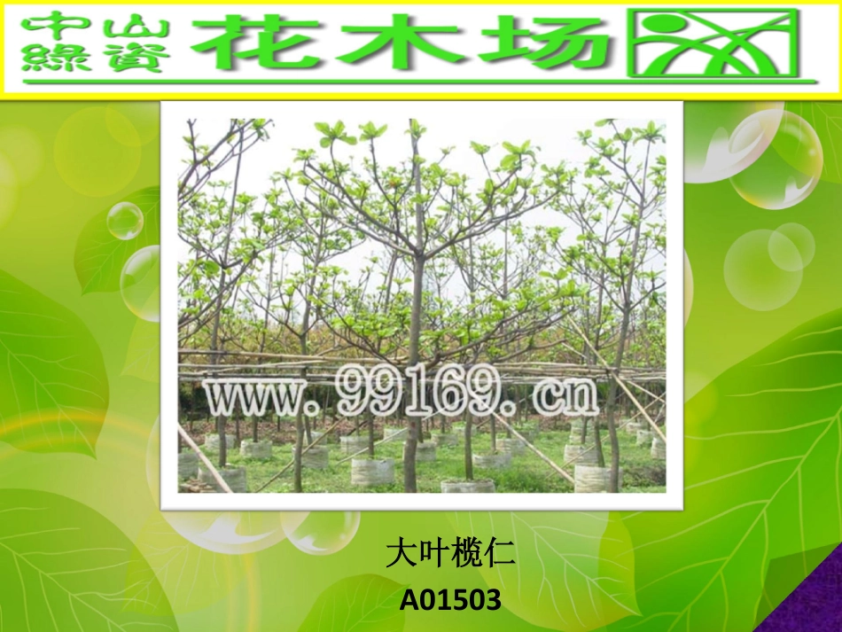 园林,绿化,广东花木场之大叶榄仁,垂榕,垂柳,大叶榕图片赏悦33_第1页