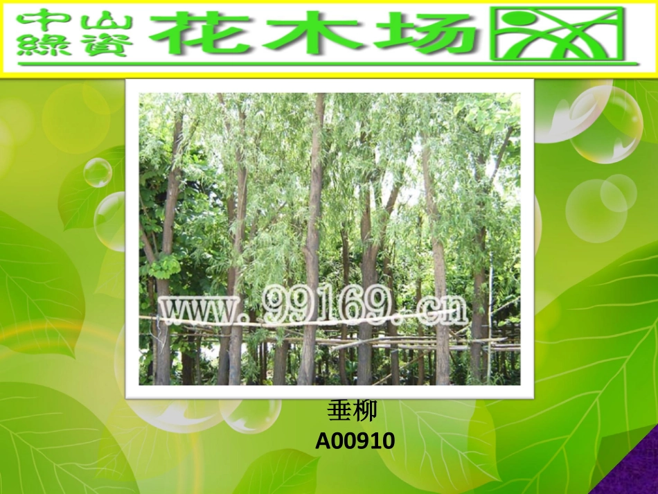 园林,绿化,广东花木场之大叶榄仁,垂榕,垂柳,大叶榕图片赏悦33_第2页