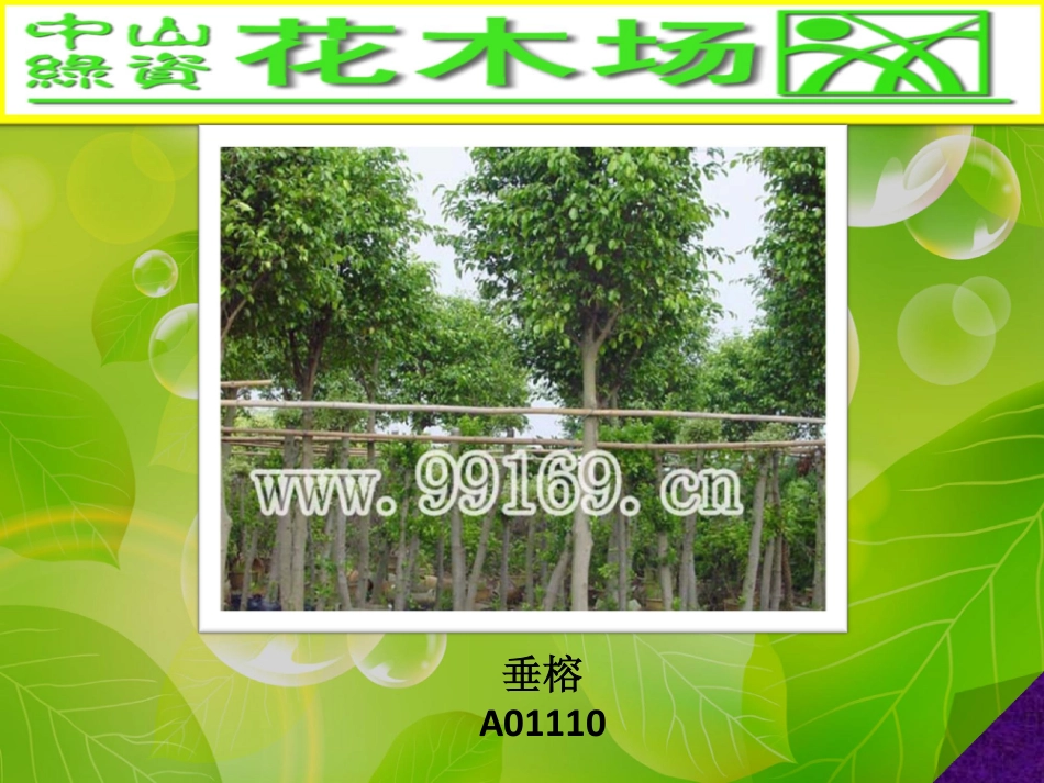 园林,绿化,广东花木场之大叶榄仁,垂榕,垂柳,大叶榕图片赏悦33_第3页