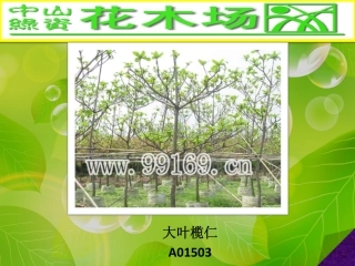 园林,绿化,广东花木场之大叶榄仁,垂榕,垂柳,大叶榕图片赏悦33