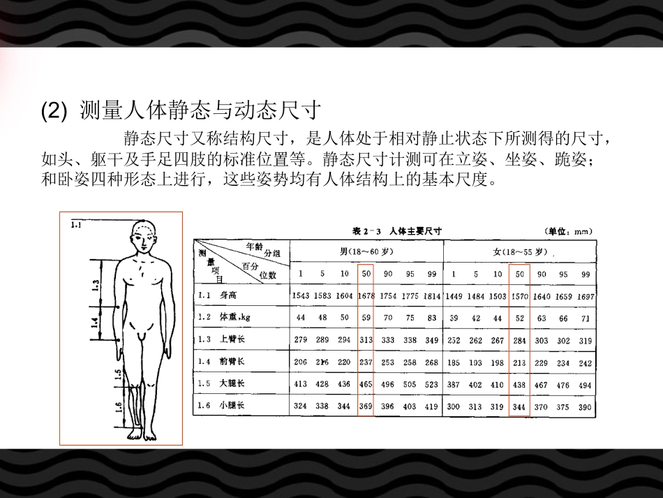 人体静态与动态尺寸_第1页