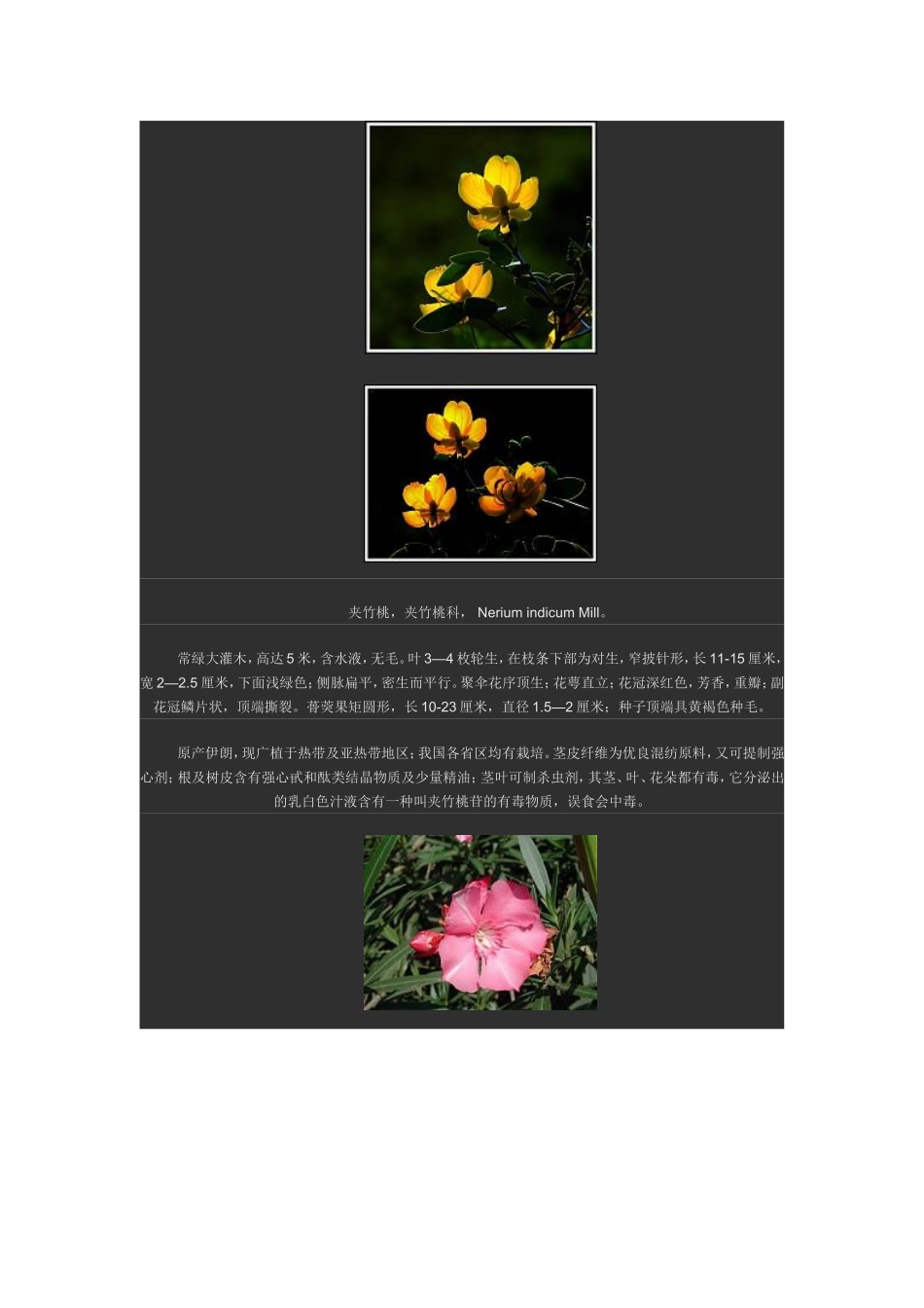 南方园林常用花灌木_第3页