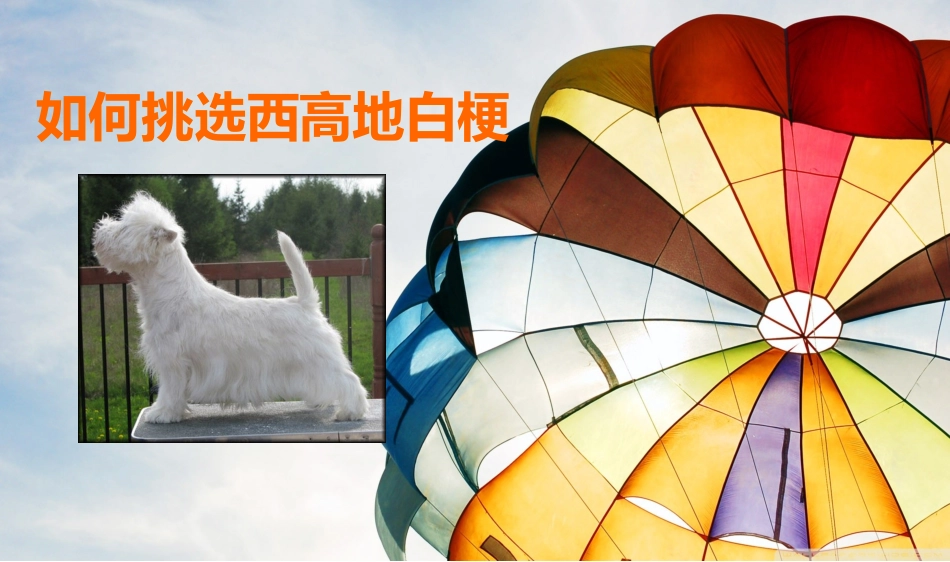 如何挑选西高地白梗_第1页