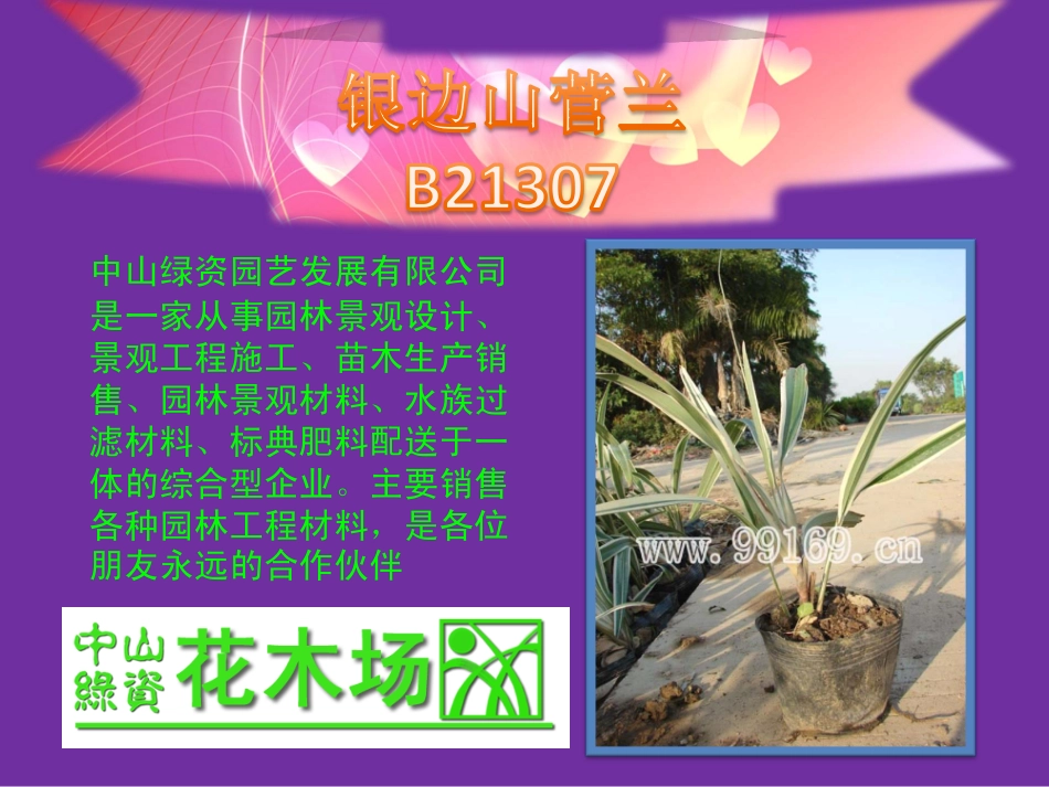 绿化苗木,园林绿化,广东花木之银边山菅兰,硬枝黄蝉,玉龙草,栀子花介绍_第2页