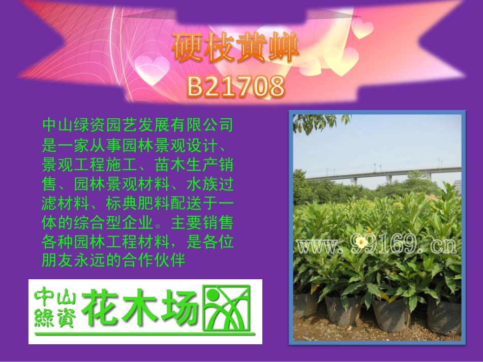 绿化苗木,园林绿化,广东花木之银边山菅兰,硬枝黄蝉,玉龙草,栀子花介绍_第3页