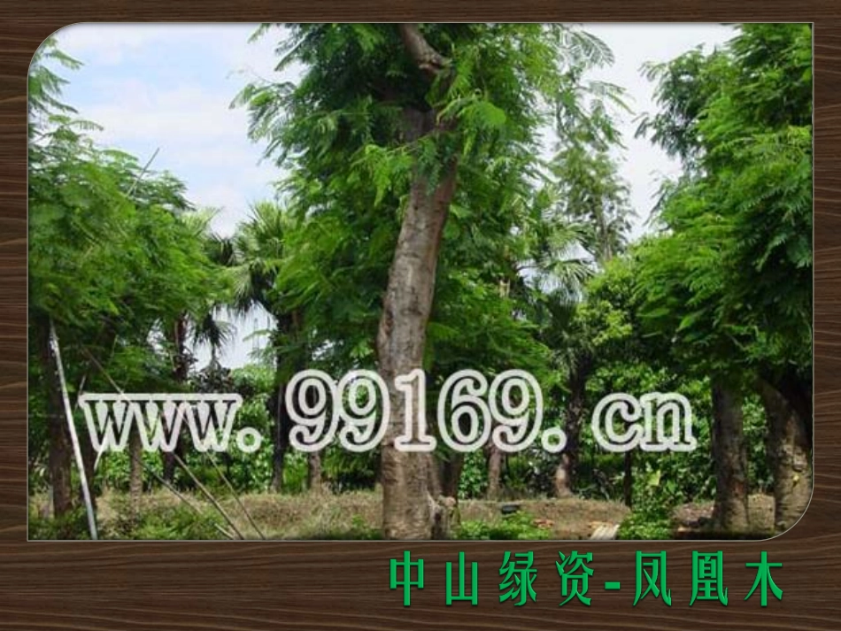 苗木,园林绿化,广东花木,绿化工程,中山花木场之凤凰木_第1页